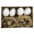 Floristik24 Decorazione uovo mix uova di quaglia e uova di gallina Uova di Pasqua soffiate