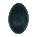 Floristik24 Emu egg natural 12cm - 14cm 1p