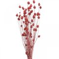 Floristik24 Fiori secchi cardo selvatico selvatico fragola rosa chiaro 100g