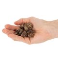 Pigne di ontano, prodotto naturale per decorazione e artigianato, colore oro, 3 cm, 300 g | Floristik24.it