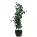 Floristik24 Eucalipto in vaso pianta artificiale Decorazione pianta artificiale H87cm
