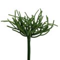 Floristik24 Euphorbia plettro verde 19 cm 4 pezzi