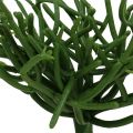 Floristik24 Euphorbia plettro verde 19 cm 4 pezzi