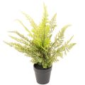 Floristik24 Pianta di felce artificiale in vaso per interni, 40 cm