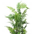 Floristik24 Felce arbustiva in vaso verde 80 cm
