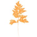 Floristik24 Fronde di felce essiccate e conservate per composizioni floreali e decorazioni autunnali, 42 cm, 10 pezzi
