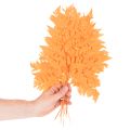 Fronde di felce essiccate e conservate per composizioni floreali e decorazioni autunnali, 42 cm, 10 pezzi | Floristik24.it