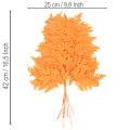 Fronde di felce essiccate e conservate per composizioni floreali e decorazioni autunnali, 42 cm, 10 pezzi | Floristik24.it