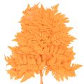 Fronde di felce essiccate e conservate per composizioni floreali e decorazioni autunnali, 42 cm, 10 pezzi | Floristik24.it