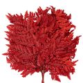 Fronde di felce conservate e