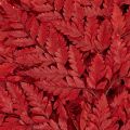 Fronde di felce conservate e