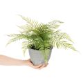 Felce artificiale in vaso per soggiorno e ufficio, 35 cm | Floristik24.it