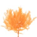Ramo di felce, felce conservata, decorazione essiccata per composizioni, 60 cm, 10 pezzi | Floristik24.it