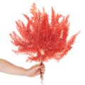Felci, fiori secchi conservati, decorazione autunnale, 60 cm, 10 pezzi | Floristik24.it