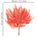 Felci, fiori secchi conservati, decorazione autunnale, 60 cm, 10 pezzi | Floristik24.it
