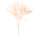 Floristik24 Fronde di felce essiccate, decorazione per vasi, 60 cm, 10 pezzi