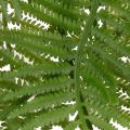 Ramo di felce artificiale, pianta verde decorativa per composizioni floreali, 80 cm | Floristik24.it