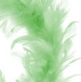 Floristik24 Ghirlanda di piume Verde chiaro Ø15cm 4pezzi
