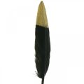 Floristik24 Piume decorative nere, piume vere dorate per l&#39;artigianato 12-14 cm 72 pezzi