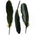 Floristik24 Piume decorative piume di uccelli nere per la lavorazione 14-17 cm 20 g
