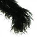 Floristik24 Piume nere Piume di uccelli vere per la lavorazione della decorazione primaverile 20g