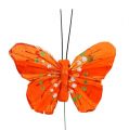 Floristik24 Farfalle di piume 6cm gialle, arancioni 24pz