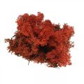 Floristik24 Muschio decorativo rosso Siena Muschio naturale per artigianato, essiccato, colorato 500g