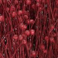 Lino rosso bordeaux, decorazione essiccata, fiori secchi L55cm 80g | Floristik24.it