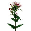 Floristik24 Fiore di fiamma bianco 72 cm