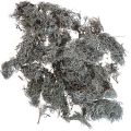 Floristik24 Lichene muschio di albero muschio decorativo naturale 1 kg