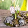 Floristik24 Decoro lichene naturale con grigio muschio 500g