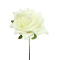 Rosa di schiuma Ø7,5cm Crema 18 pezzi | Floristik24.it