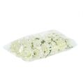 Rosa di schiuma Ø7,5cm Crema 18 pezzi | Floristik24.it