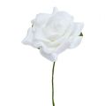 Floristik24 Rosa in schiuma Ø 7,5 cm bianca 18 pezzi
