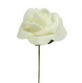 Rose in schiuma Ø3,5 cm color crema, 48 pezzi | Floristik24.it