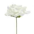 Floristik24 Schiuma rosa bianca Ø15cm 4pz