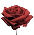 Floristik24 Schiuma rosa rossa Ø10cm 8pz