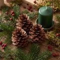 Pigne (Pinus maritima), pigne di pino marittimo, decorative, 12-13 cm, 3 pezzi | Floristik24.it