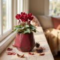 Vaso Fioriera Fioriera in Ceramica Rosso Esagonale Ø10cm H9cm | Floristik24.it