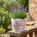 Fioriera in plastica per fioriera estiva lavanda Ø16,5 cm H13,5 cm | Floristik24.it