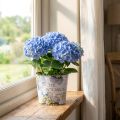 Vaso da fiori in plastica per ortensie Ø13,5 cm H12 cm | Floristik24.it