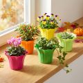 Fioriera in plastica, coloratissimi assortiti. Ø9cm 10 pezzi | Floristik24.it