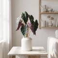 Pianta artificiale Alocasia freccia verde foglia, viola H48cm | Floristik24.it