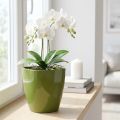 Vaso per orchidee lucido Ø12,5 cm verde oliva 1 pezzo | Floristik24.it