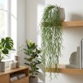 Viticci decorativi, cactus corallo, appendiabiti artificiale Rhipsalis Verde L120cm | Floristik24.it
