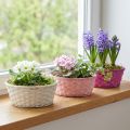 Cestino per patatine rotondo viola/bianco/rosa Ø25cm 6 pz | Floristik24.it