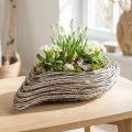 Pianta barca pianta onda rattan bianco naturale 45x16 cm | Floristik24.it