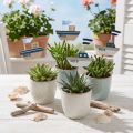 Tappo decorativo per nave in legno bianco blu naturale 8 cm H37 cm 24 pz | Floristik24.it