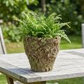 Vaso per piante rustico effetto muschio Ø17cm H16,5cm | Floristik24.it