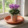 Piattino "Linda" Ø18cm in terracotta | Floristik24.it